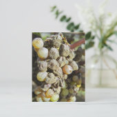 ノーブル腐りのセミロンぶどう。収穫時 ポストカード (スタンド正面)