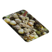 ノーブル腐りのセミロンぶどう。収穫時 マグネット (右側)