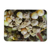 ノーブル腐りのセミロンぶどう。収穫時 マグネット (横)