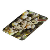 ノーブル腐りのセミロンぶどう。収穫時 マグネット (左側)