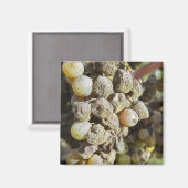 ノーブル腐りのセミロンぶどう。収穫時 マグネット (正面/裏面)