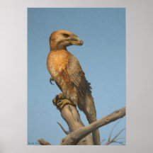 ノーブル・サベージプリント