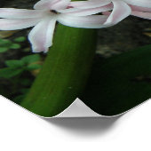 ハイアシンイン開花プリント ポスター (角)