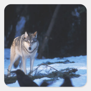 ハイイロオオカミ、タイリクオオカミ、Canis lupus、丘陵地にて スクエアシール