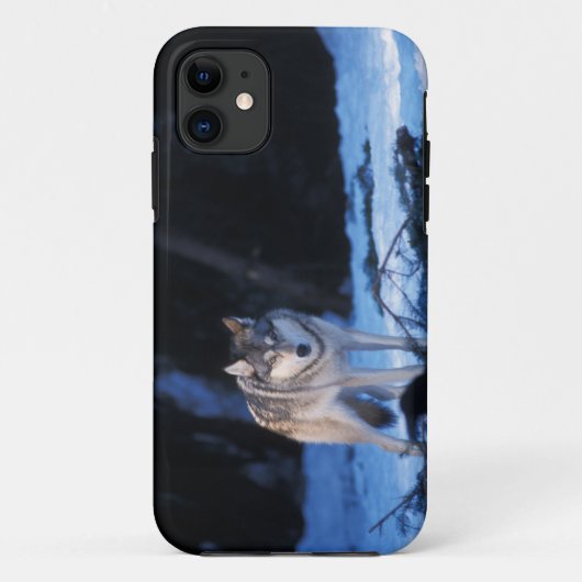 ハイイロオオカミ、タイリクオオカミ、Canis lupus、丘陵地 Case-Mate iPhoneケース (裏面)