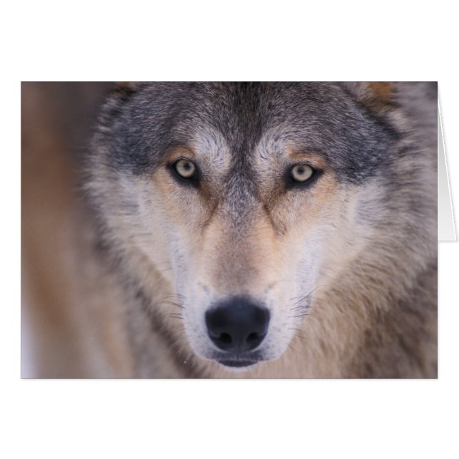ハイイロオオカミ、Canis lupus、目のクローズアップ (正面横)