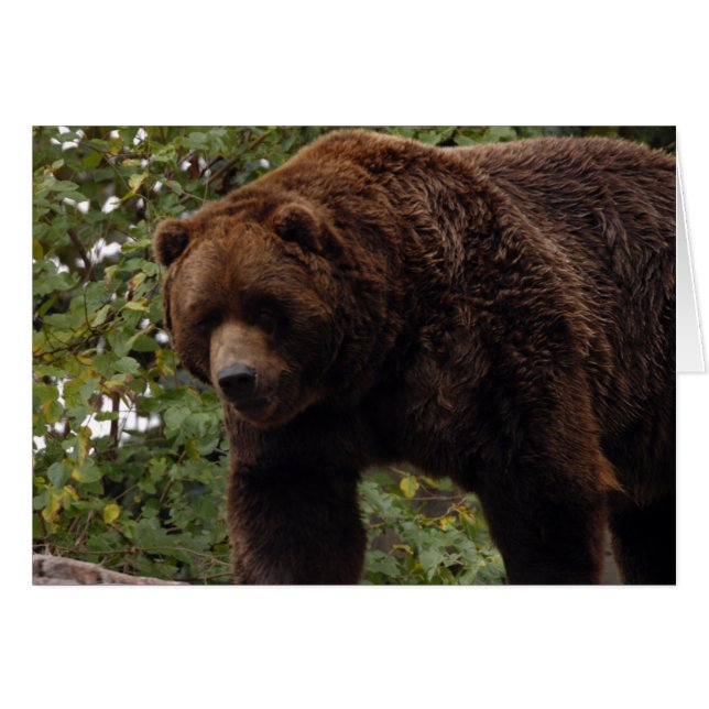 ハイイログマくま005カード (正面横)