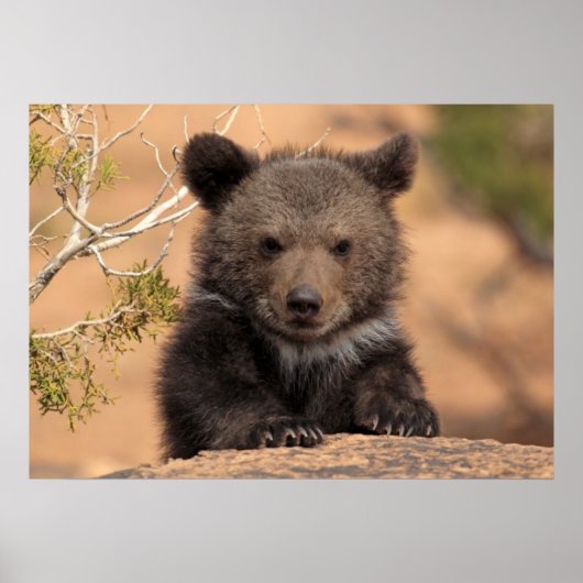 ハイイログマの子グマ ポスター (正面)
