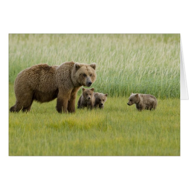 ハイイログマの母熊と3頭の子熊, クマ属 (正面横)