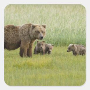ハイイログマの母熊と3頭の子熊, クマ属 スクエアシール