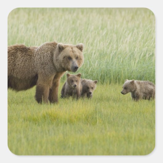 ハイイログマの母熊と3頭の子熊, クマ属 スクエアシール (正面)