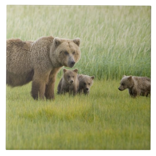 ハイイログマの母熊と3頭の子熊, クマ属 タイル (正面)