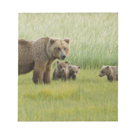 ハイイログマの母熊と3頭の子熊, クマ属 ノートパッド (正面)