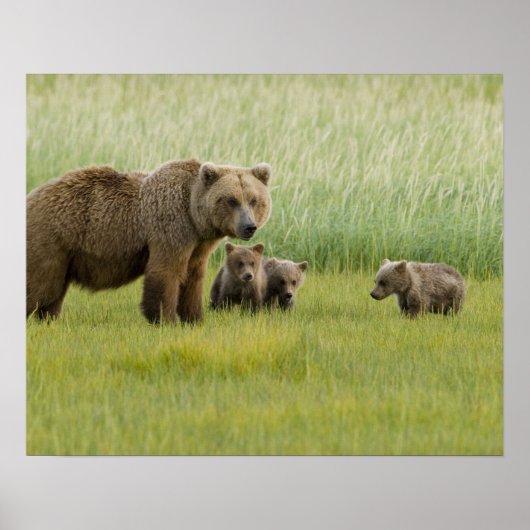 ハイイログマの母熊と3頭の子熊, クマ属 ポスター (正面)