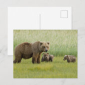 ハイイログマの母熊と3頭の子熊, クマ属 ポストカード (正面/裏面)