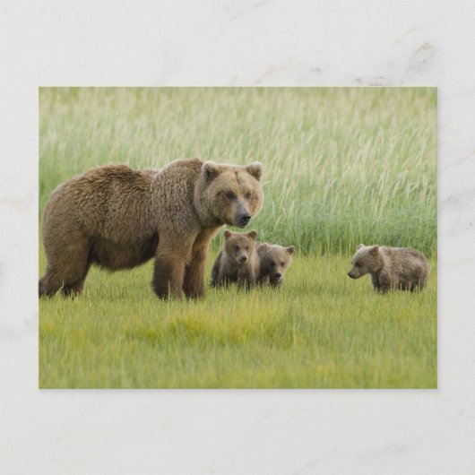 ハイイログマの母熊と3頭の子熊, クマ属 ポストカード (正面)