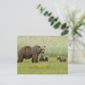 ハイイログマの母熊と3頭の子熊, クマ属 ポストカード (スタンド正面)