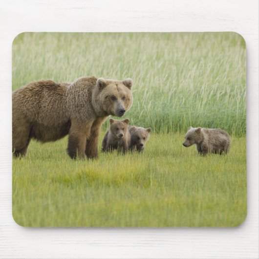ハイイログマの母熊と3頭の子熊, クマ属 マウスパッド (正面)