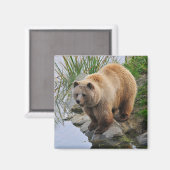 ハイイログマの野生動物写真 マグネット (正面/裏面)