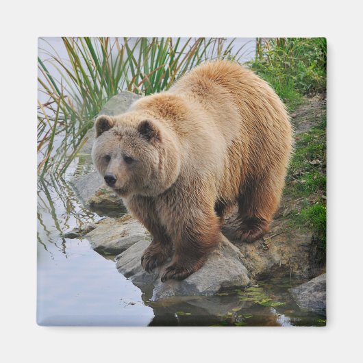 ハイイログマの野生動物写真 マグネット (正面)