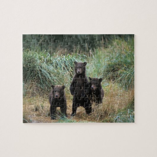 ハイイログマ, Ursus arctos, グリズリー, Ursus 7 ジグソーパズル (横)