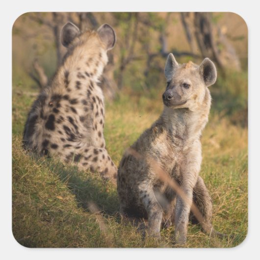 ハイエナス スクエアシール (正面)