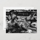 ハイエナス ポストカード (正面/裏面)