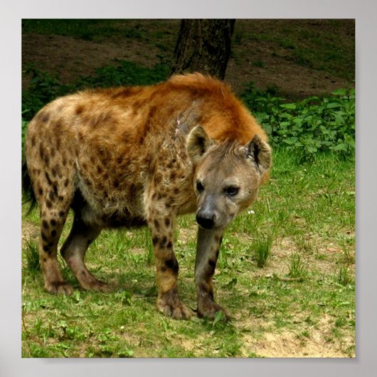 ハイエナプロールポスタープリント ポスター (正面)