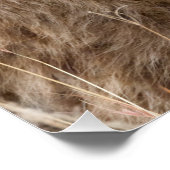 ハイエナ ポスター (コーナー)