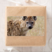 ハイエナ ラベル (インサイチュ)