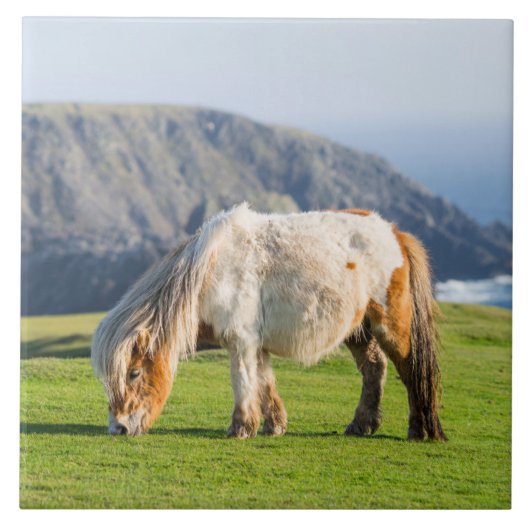ハイクリフ近くの牧草地のシェトランドポニー タイル (正面)