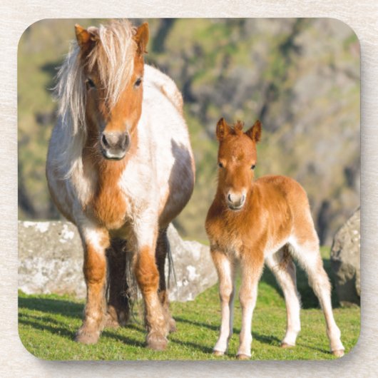 ハイクリフ近くの牧草地のシェトランドポニー、牝馬2 コースター (正面)