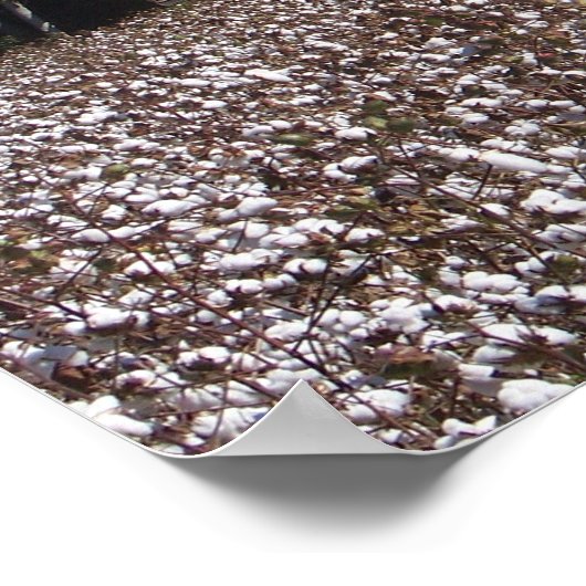 ハイコットン ポスター (角)