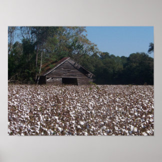 ハイコットン ポスター