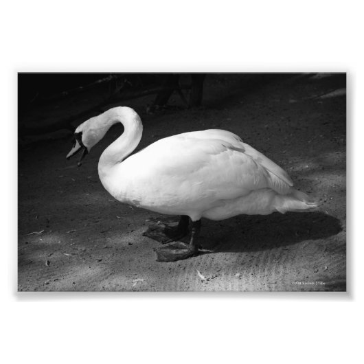 ハイス フォトプリント            (正面)