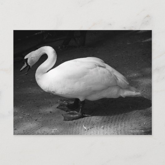 ハイス ポストカード (正面)