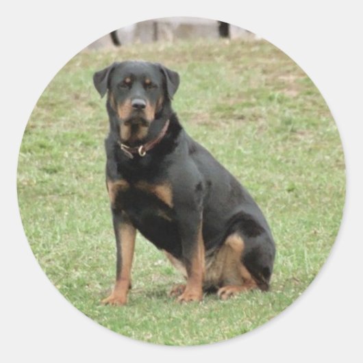 ハイディ・ステッカー ラウンドシール (正面)