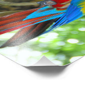 ハイデフィニション写真スカーレットマコー フォトプリント            (角)