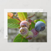 ハイデルベエールポストカルテ ポストカード (正面/裏面)