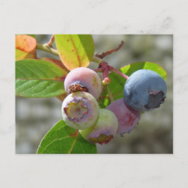 ハイデルベエールポストカルテ ポストカード