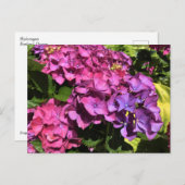 ハイドランジア ポストカード (正面/裏面)