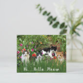 ハイハローニャー/猫と庭のかわいい動物 ポストカード (スタンド正面)