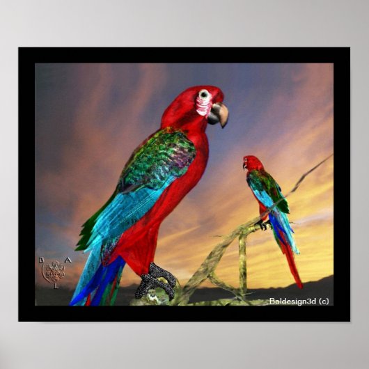 ハイパーパロット / 赤いアラ ポスター (正面)