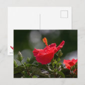ハイビスカスの花と芽 ポストカード (正面/裏面)