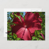 ハイビスカスの花と青空 ポストカード (正面/裏面)