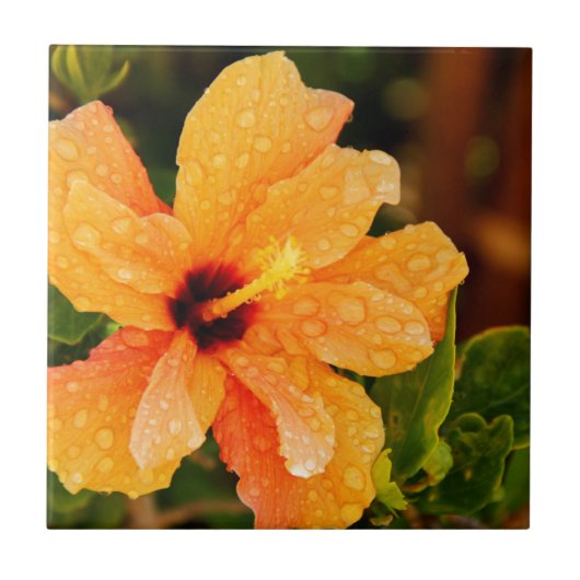 ハイビスカスの花の写真 タイル (正面)