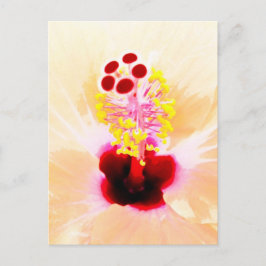 ハイビスカスの花の写真 ポストカード