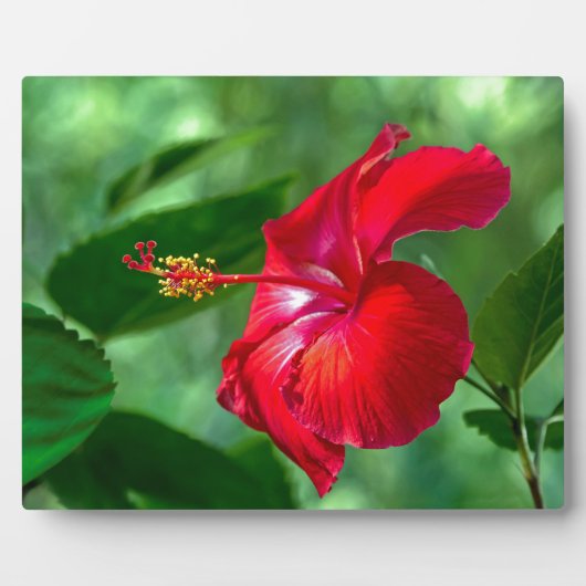 ハイビスカスの花 フォトプラーク (正面)