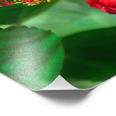 ハイビスカスの花 フォトプリント            (角)