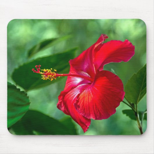 ハイビスカスの花 マウスパッド (正面)